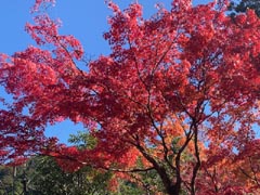 �H�T�̍g�t...